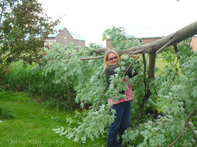 maple tree damaged by storm